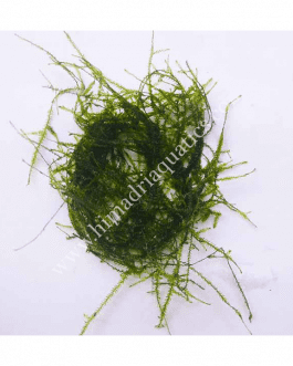 Aquatic Ferns & Mosses