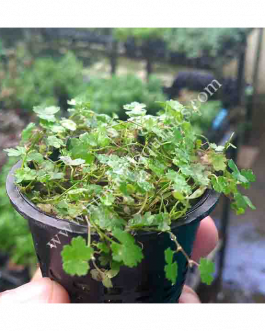 Carpet/ Foreground Plants