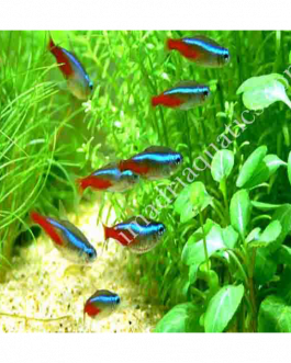 Tetras