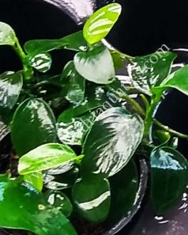 Anubias, Bucephalandras & Lagenandras