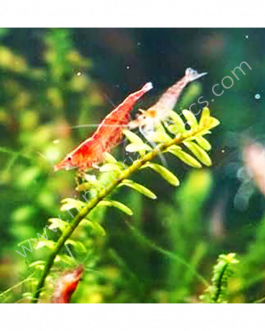 Snails , shrimps and crayfish