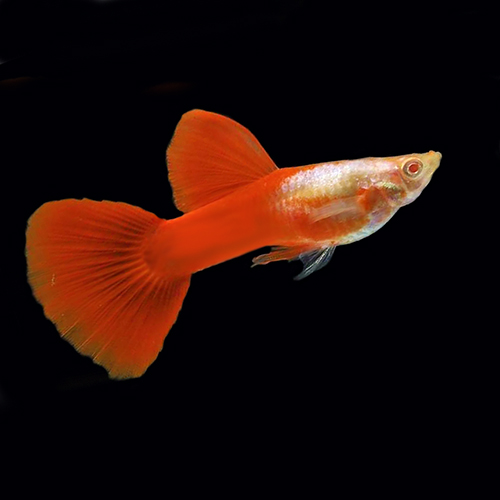 os selv fjols Uensartet Albino red panda guppy pair - Buy Aquarium Plants and Aquarium Fishes Online