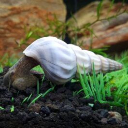 White Brotia Herculea snail ( 3 nos)