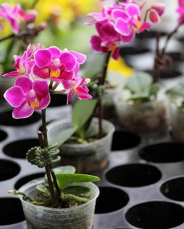 Anthurium and Orchids