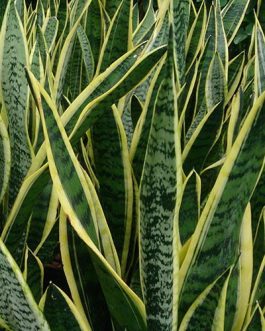 Sansevieria
