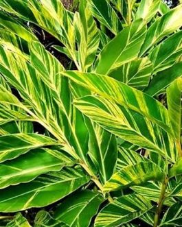 Garden Plants (outdoor plant varieties)