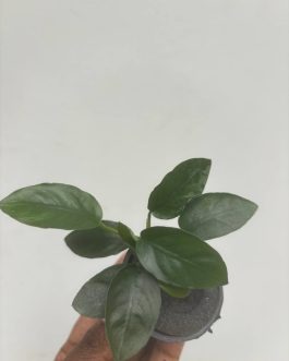 Anubias long wavy