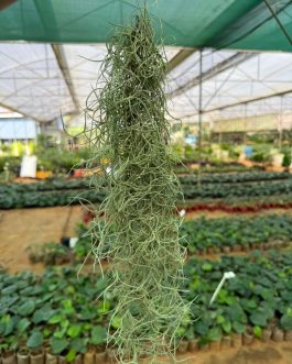 Spanish moss ( jumbo sized)