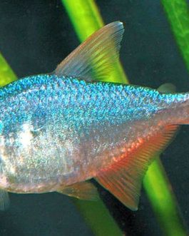 Columbian tetra ( 9 pcs)