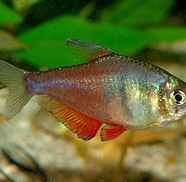 Flame tetra ( 9 pcs)