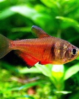 Flame tetra ( 9 pcs)