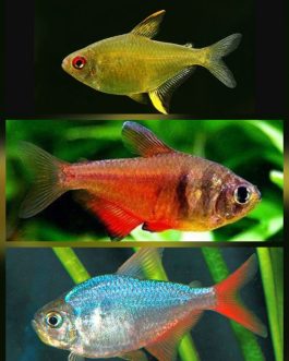 Tetra combo ( 3 pcs lemon, 3 pcs flame tetra, 3 pcs Columbian tetra)