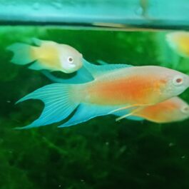 Rare Albino blue flame paradise (pair)