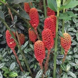 Shampoo ginger (single rhizome)