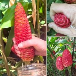 Shampoo ginger (single rhizome)