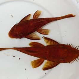 Calico super red pleco (3 pcs)