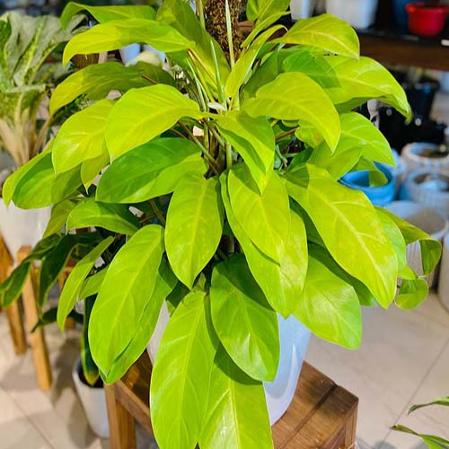 Philodendron Ceylon Golden Plant Single Plant Buy Aquarium Plants