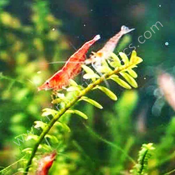 RED CHERRY SHRIMPS 5 PAIRS Buy Aquarium Plants And Aquarium Fishes   Red Cheryy 1 