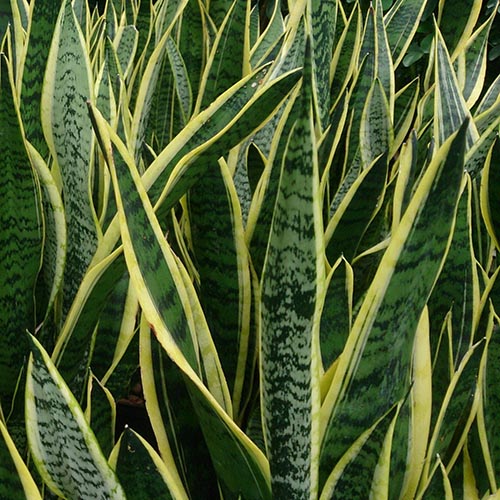 Sansevieria Futura Superba/Gold Green Snake Plant (Single Plant) - Buy ...