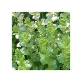 Rotala rotundifolia-green (6 stem cuttings)