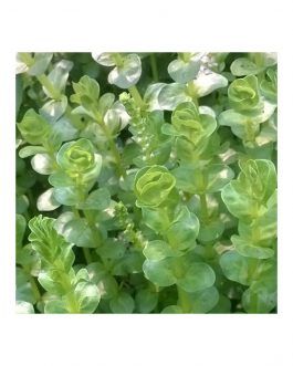 Rotala rotundifolia-green (6 stem cuttings)