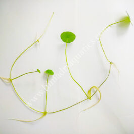 Hydrocotyle verticillata/ whorled pennywort (3 leaves with single nodes)