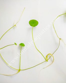 Hydrocotyle verticillata/ whorled pennywort (3 leaves with single nodes)