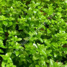 Bacopa caroliniana (3 stems)