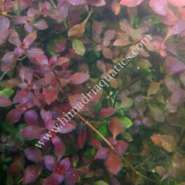 Ludwigia sp Mini Super Red (6 stems)