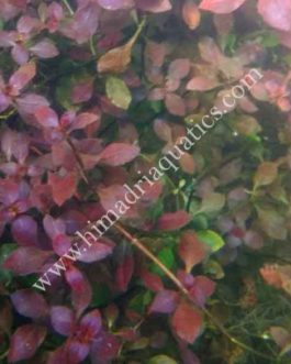 Ludwigia sp Mini Super Red (6 stems)