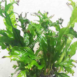 Microsorum pteropus ‘Staghorn fern’ / Windelov fern (plant clump on aquascaping rock)