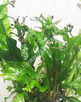 Microsorum pteropus ‘Staghorn fern’  / Windelov fern (single plant)