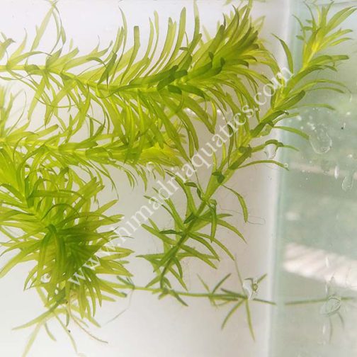 Egeria najas/ Elodea (3 stems) - Buy Aquarium Plants and Aquarium ...