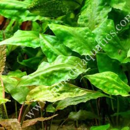 Cryptocoryne Pontederiifolia/ Cryptocoryne alba