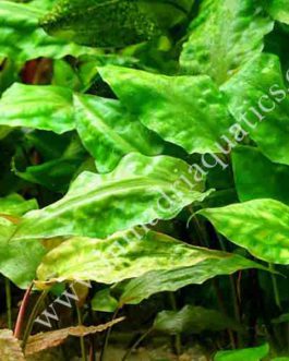 Cryptocoryne Pontederiifolia/ Cryptocoryne alba