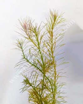 Rotala wallichii/ Whorly Rotala (6 stems)