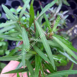 Hygrophila Angustifolia (3 stems)