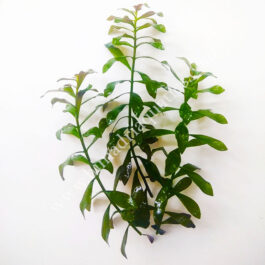 Ludwigia repens (6 stems)