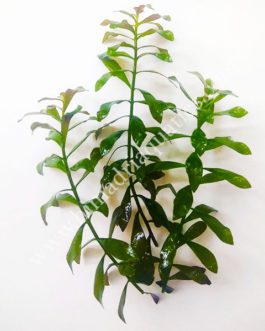 Ludwigia repens (6 stems)