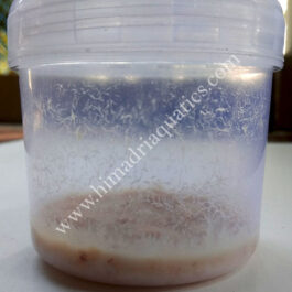 Microworm live culture