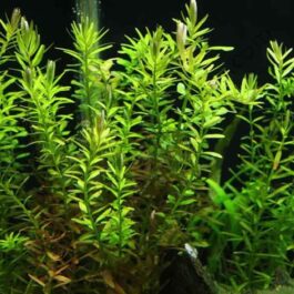 Rotala rotundifolia-green (6 stem cuttings)