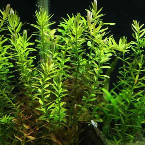 Rotala rotundifolia-green (6 stem cuttings) - Buy Aquarium Plants and ...