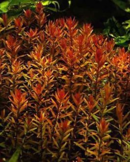 Rotala rotundifolia “Hi Red” (6 stem cuttings)
