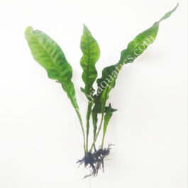 Microsorum pteropus Java Fern (single plant)