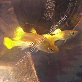 Micariff yellow guppy pair