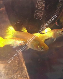 Micariff yellow guppy pair