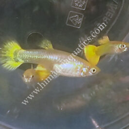 Micariff yellow guppy pair