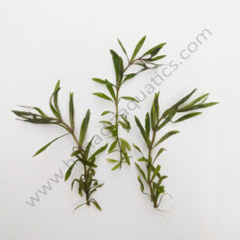 Pogostemon stellatus- octopus (3 stems)