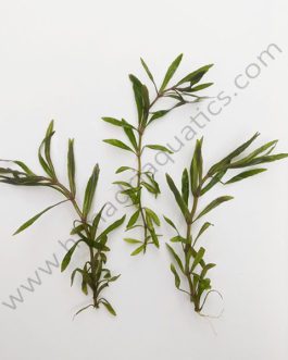 Pogostemon stellatus- octopus (3 stems)