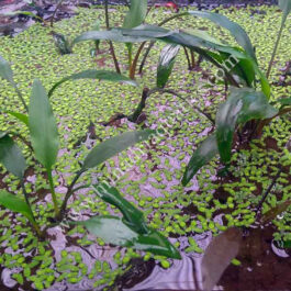 Cryptocoryne wendtii green (single plant)
